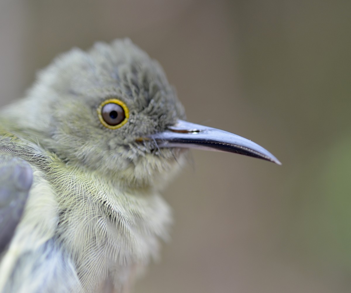 Spectacled Longbill - ML173002721