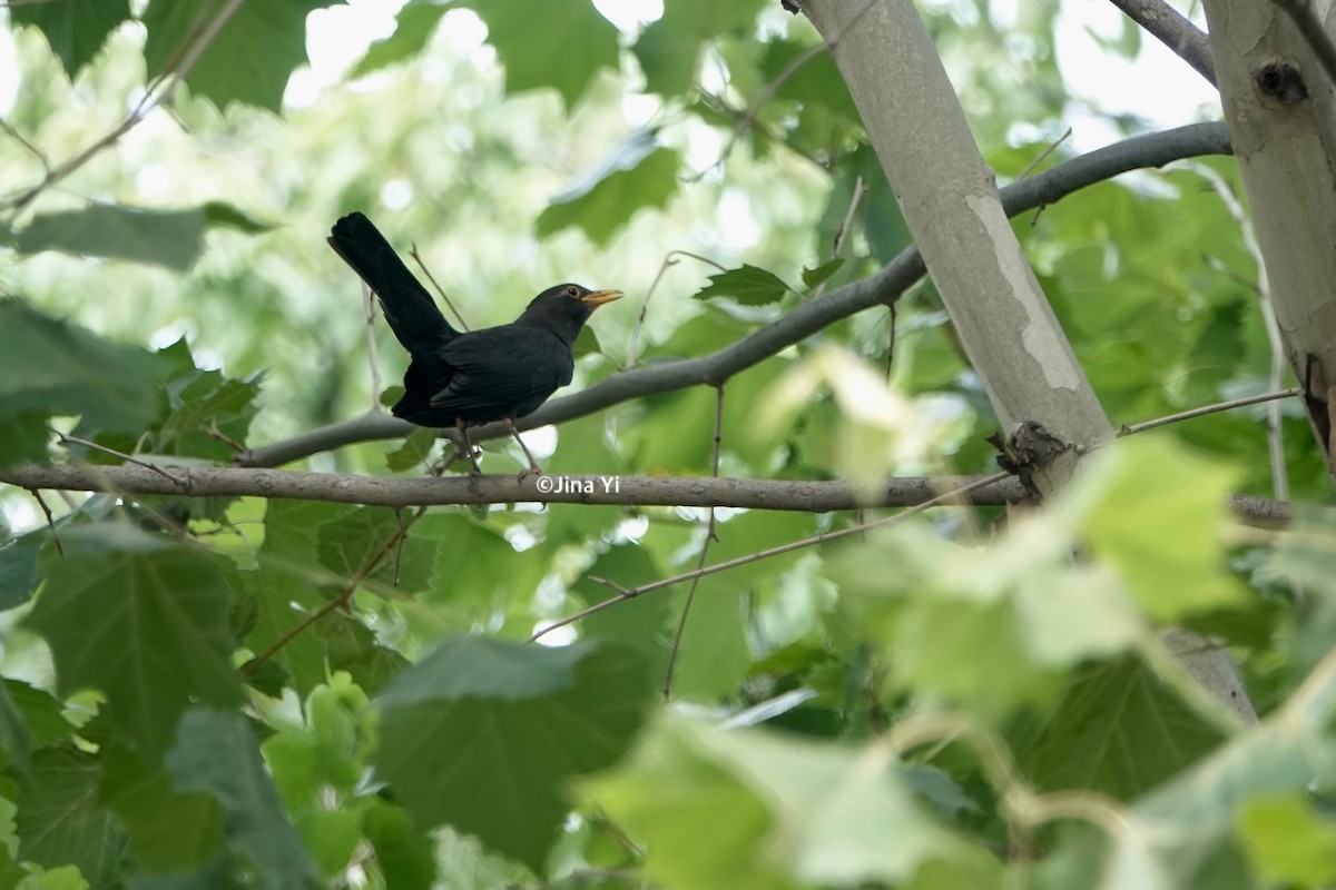 Chinese Blackbird - ML173003661