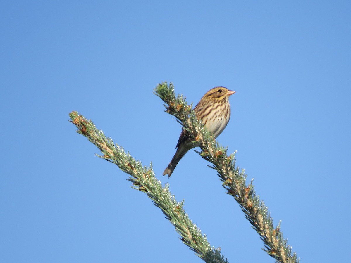 Savannah Sparrow - ML173005561