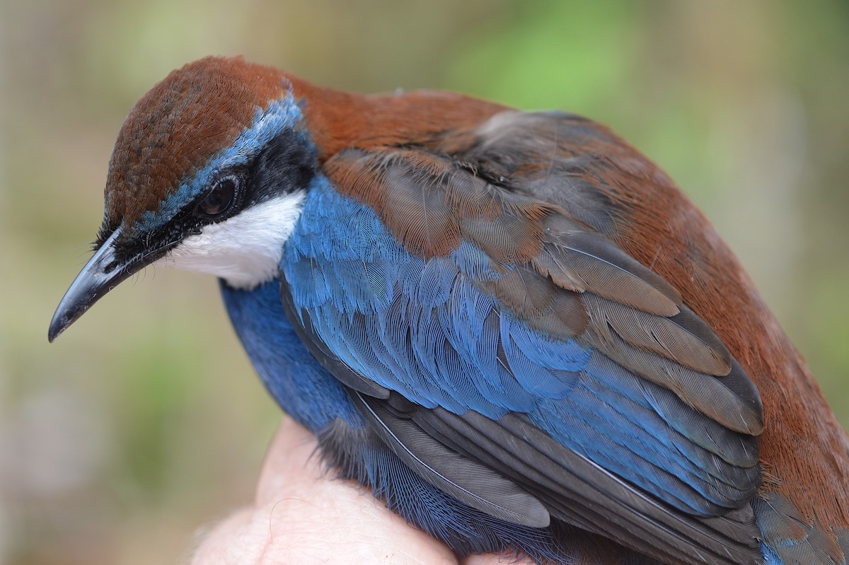 Chestnut-backed Jewel-babbler - Andrew Mack