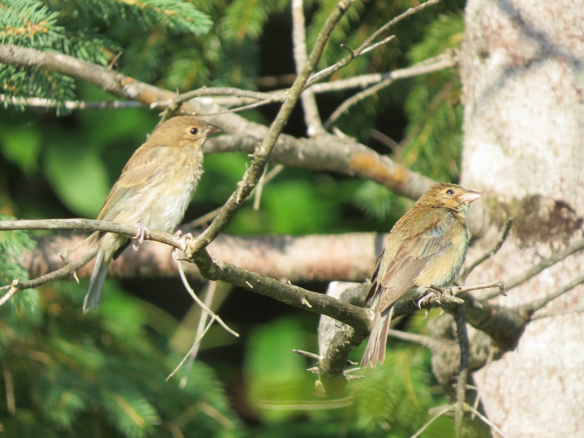 Indigo Bunting - scott davis