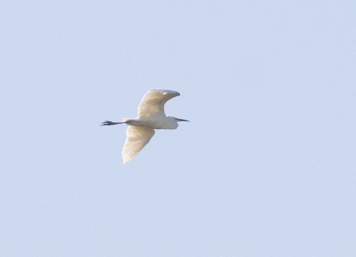 Great Egret - ML173006171