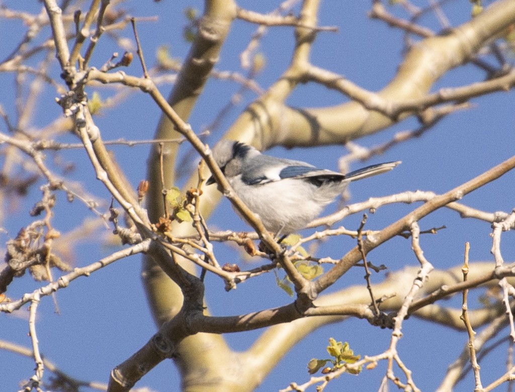 Mésange azurée - ML173006191