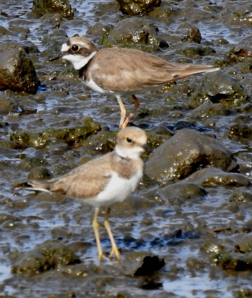 Little Ringed Plover - Eric Haskell