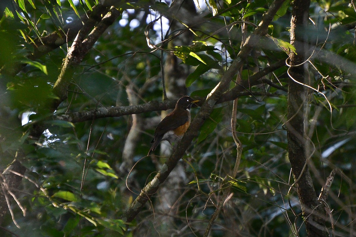 White-necked Thrush - ML173008891