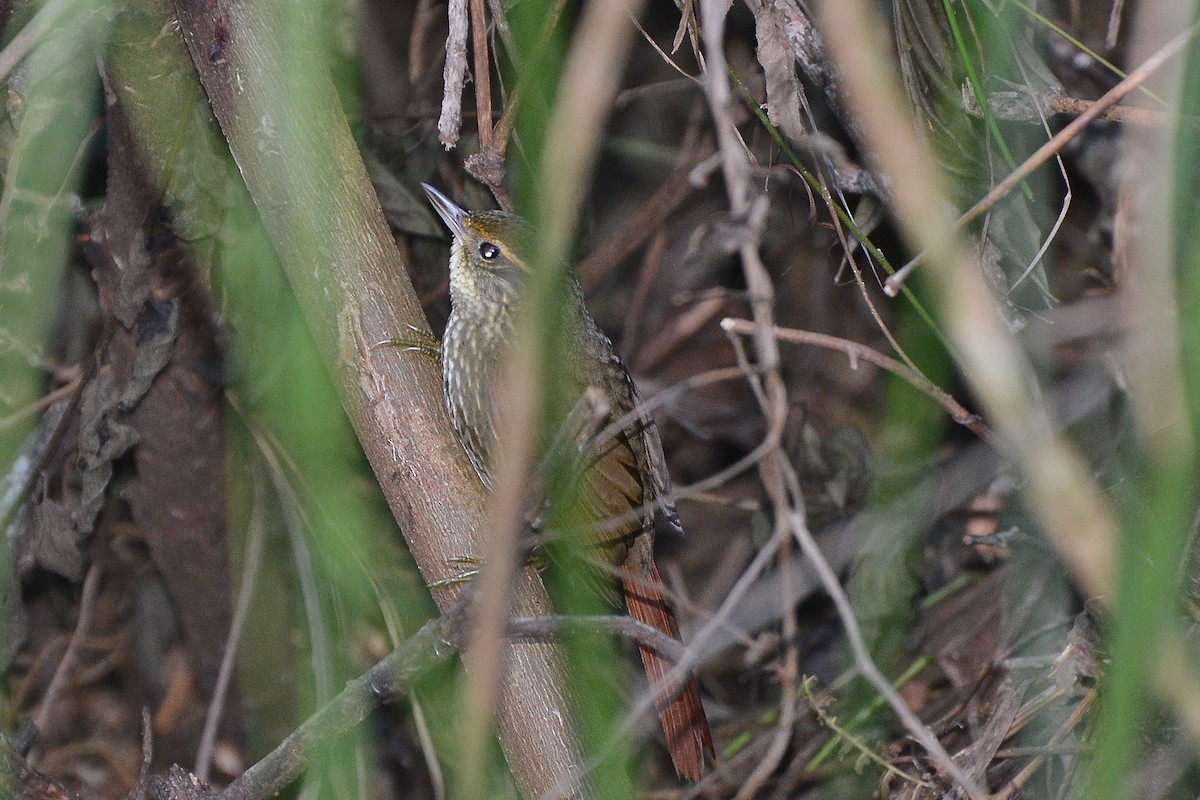 Buff-browed Foliage-gleaner - ML173008961