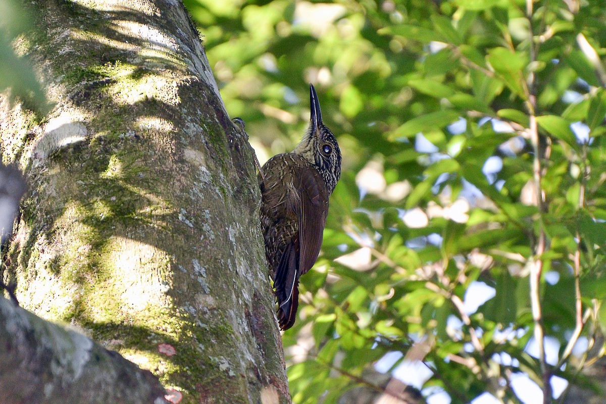 Planalto Woodcreeper - ML173008971