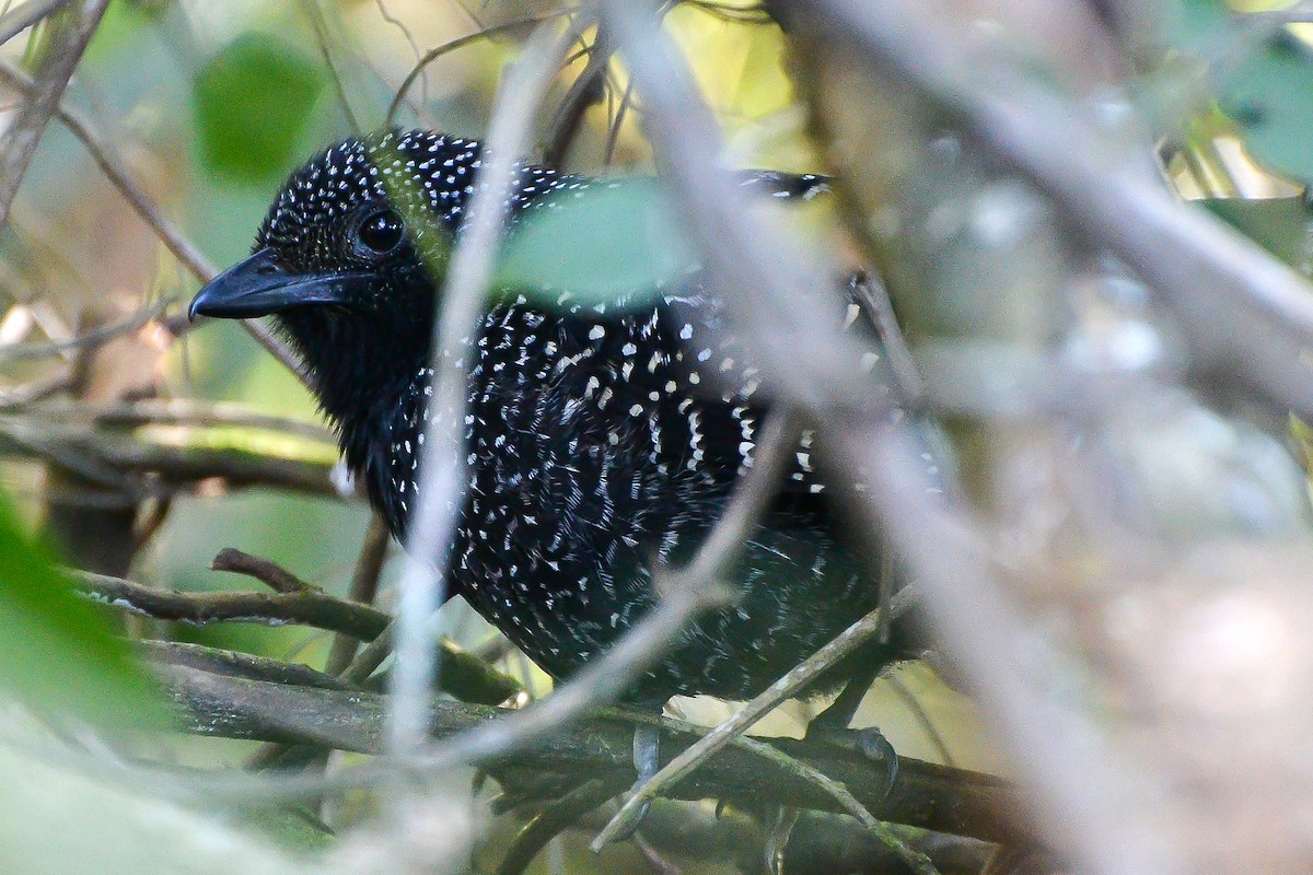 Large-tailed Antshrike - ML173009011
