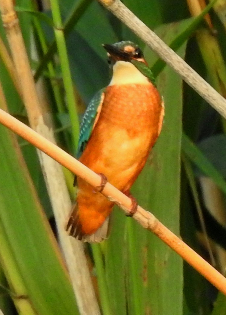 Common Kingfisher (Common) - ML173009451