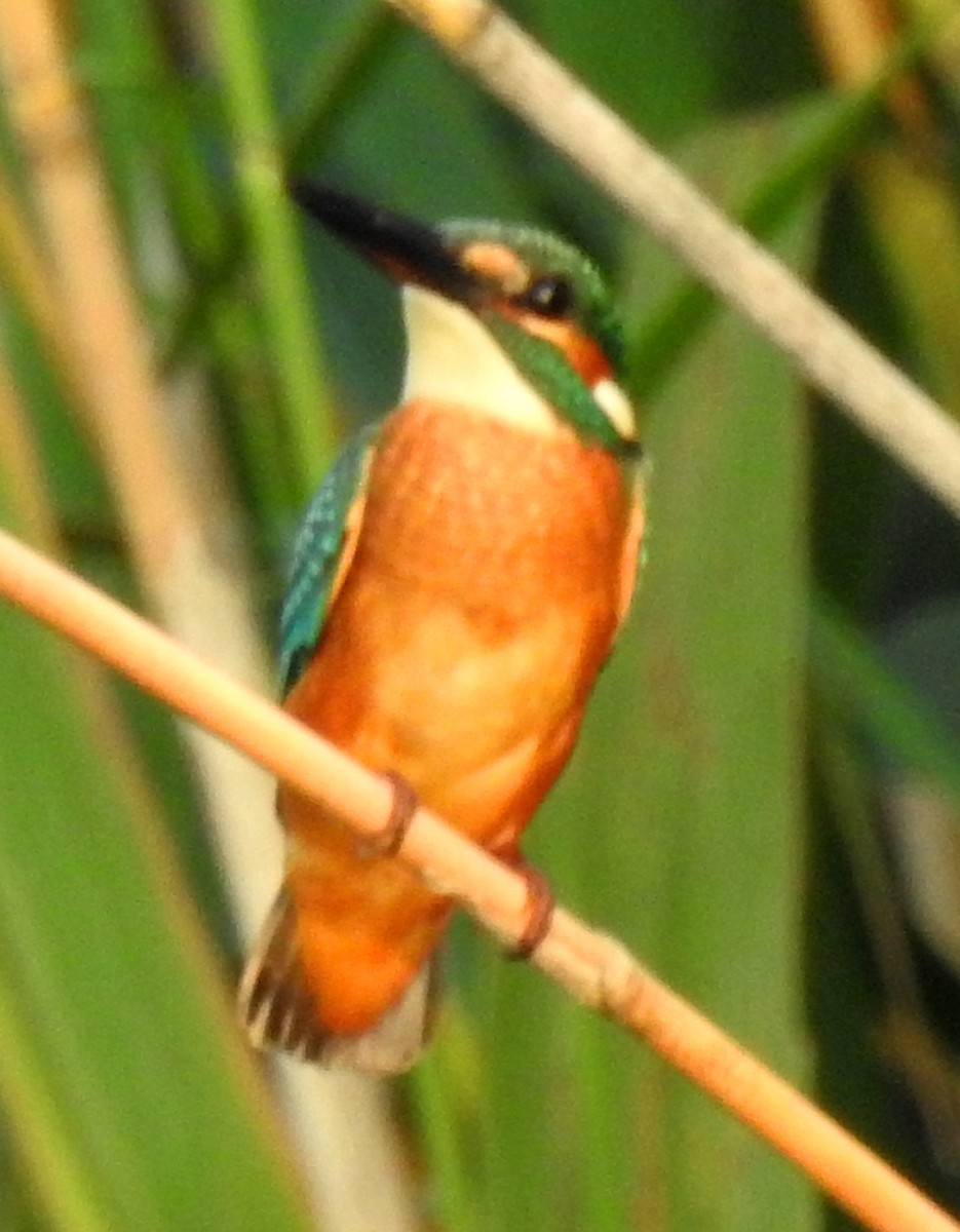 Common Kingfisher (Common) - ML173009471