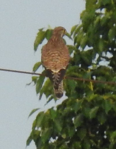 Eurasian Kestrel (Eurasian) - ML173009551