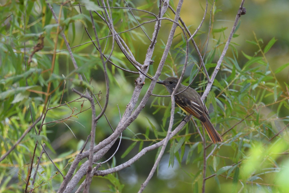 Great Crested Flycatcher - ML173009591