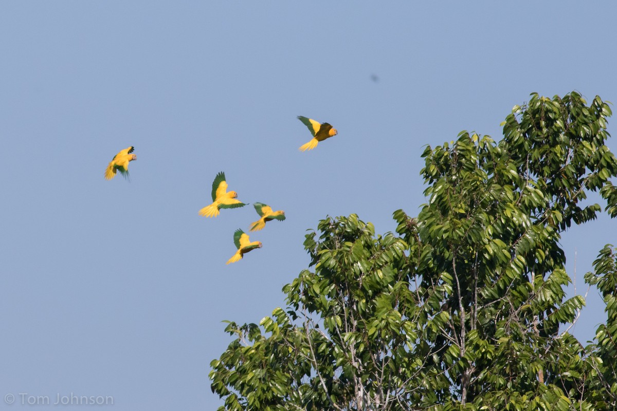 Aratinga Guaruba - ML173009781