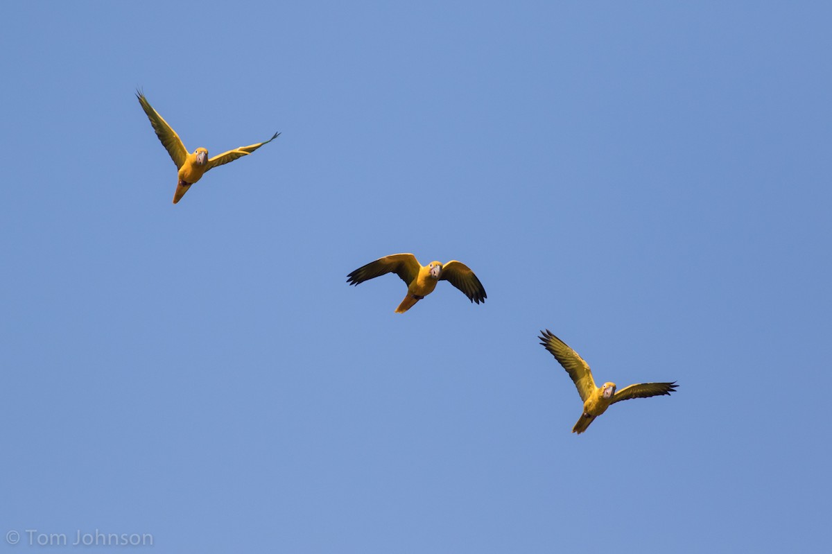 Golden Parakeet - ML173009791