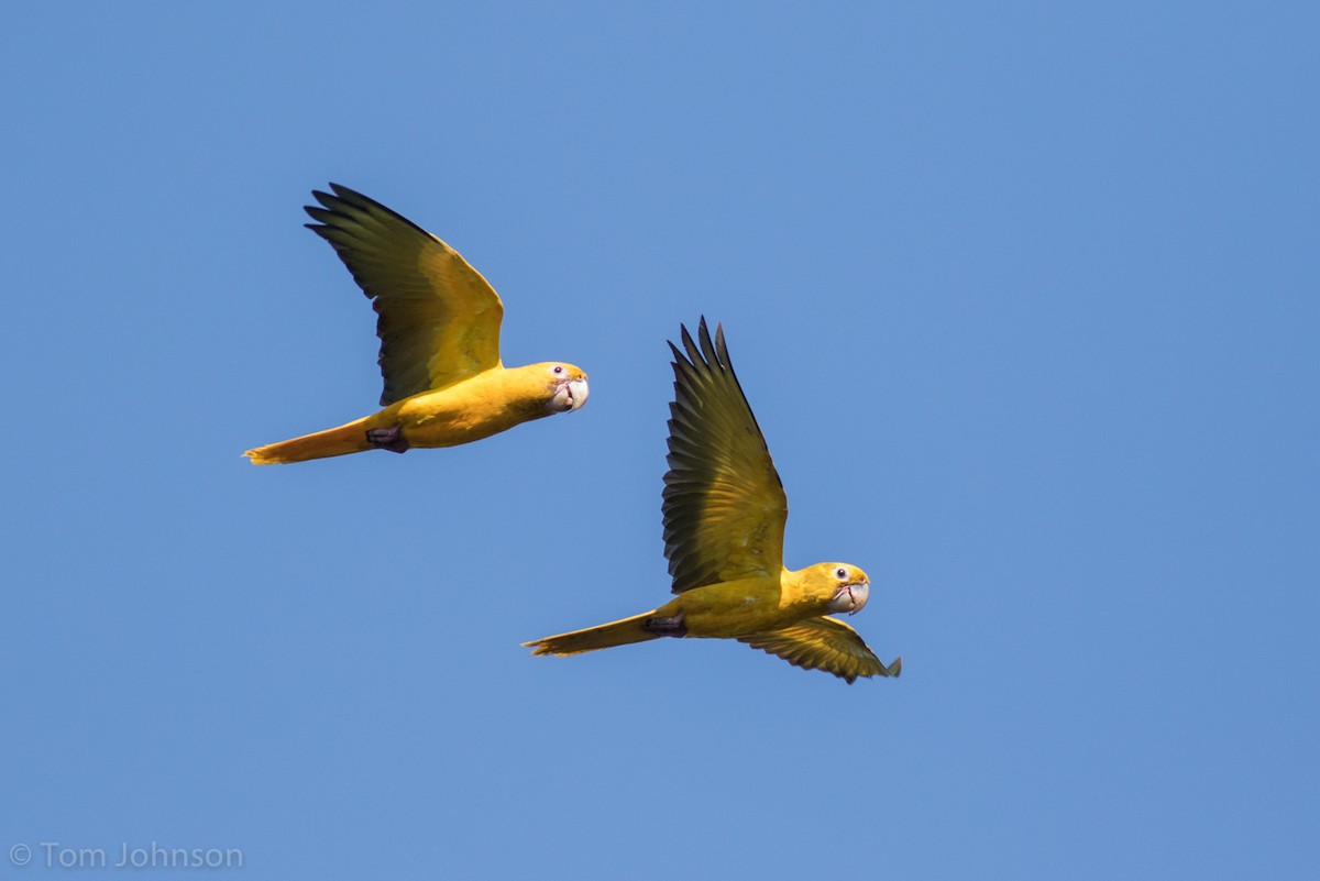 Aratinga Guaruba - ML173009801