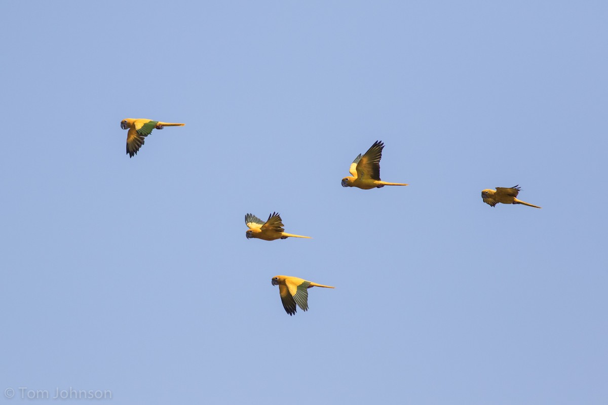 Aratinga Guaruba - ML173009811