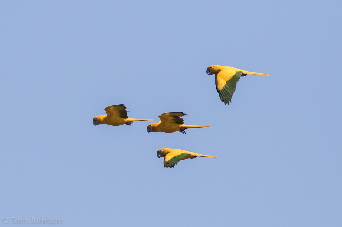 Aratinga Guaruba - ML173009821