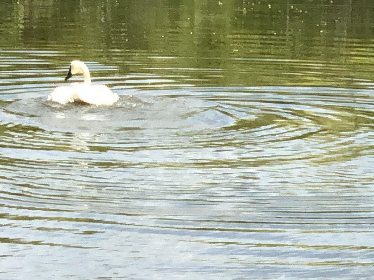 Trumpeter Swan - ML173010341