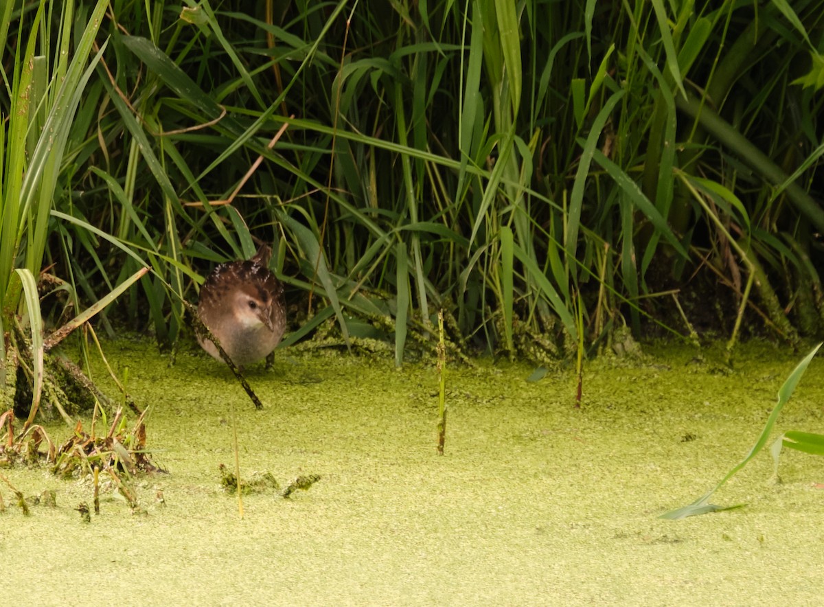 Polluela Sora - ML173010351