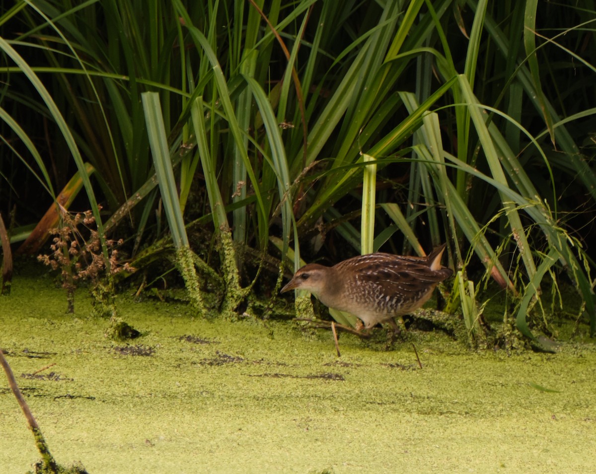 Polluela Sora - ML173010361