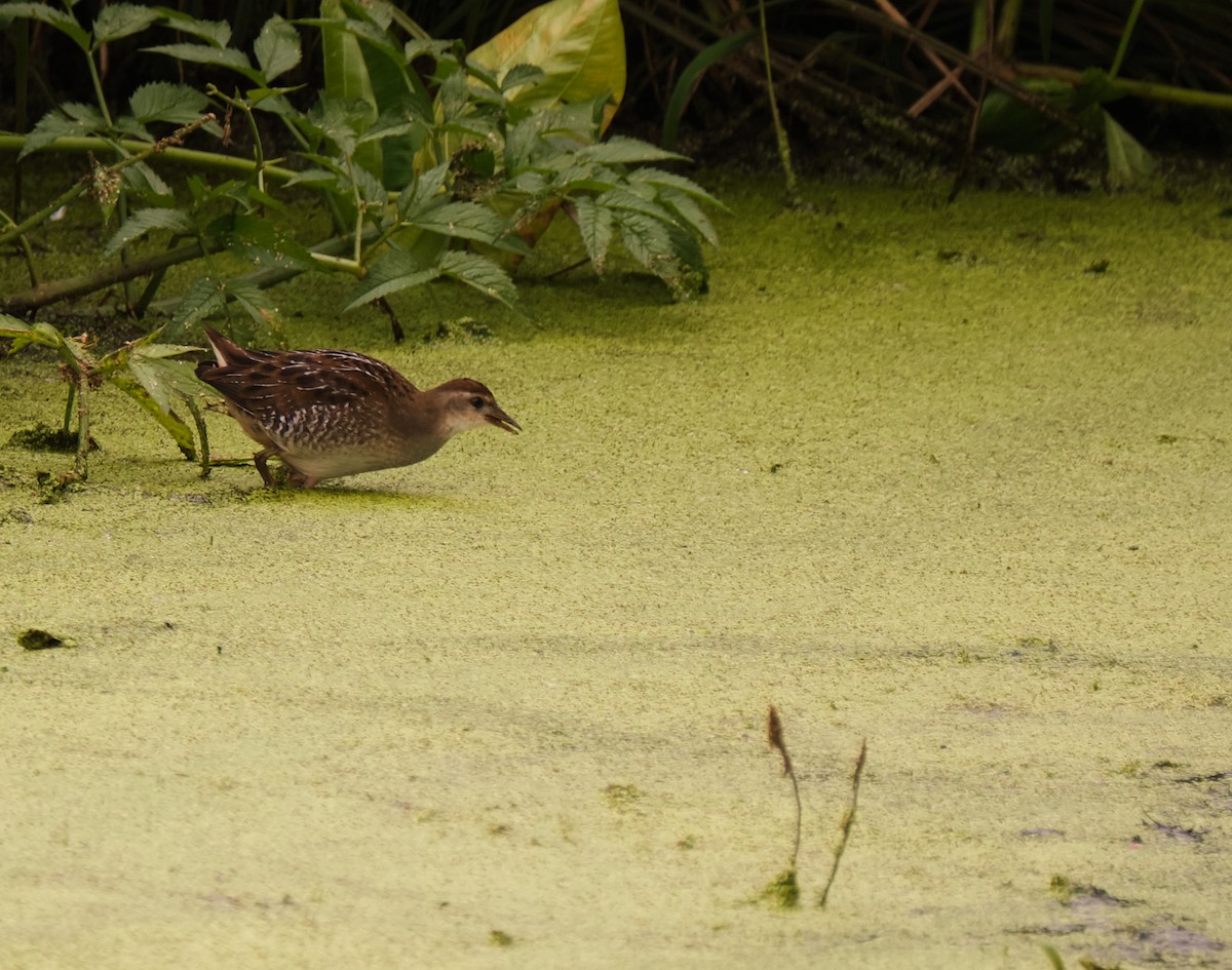 Polluela Sora - ML173010371