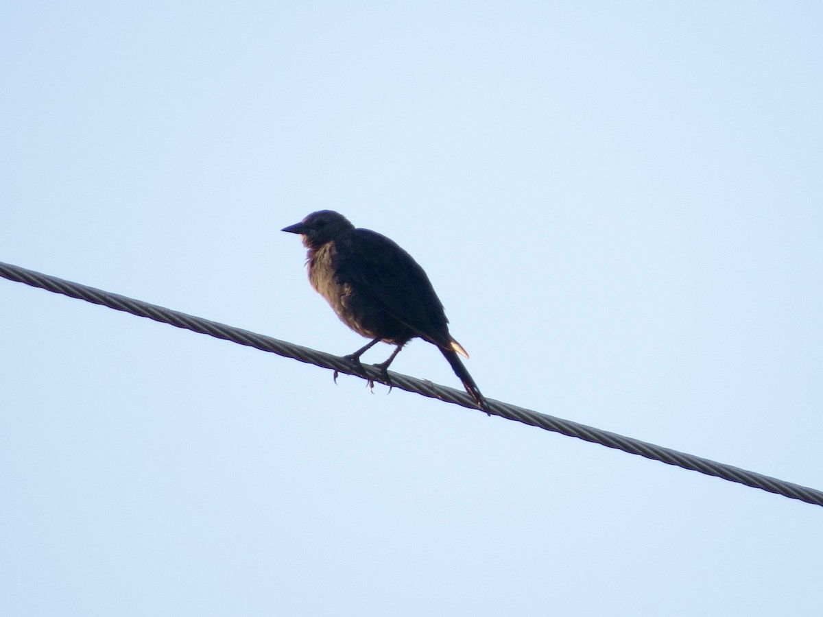 Brewer's Blackbird - ML173011081