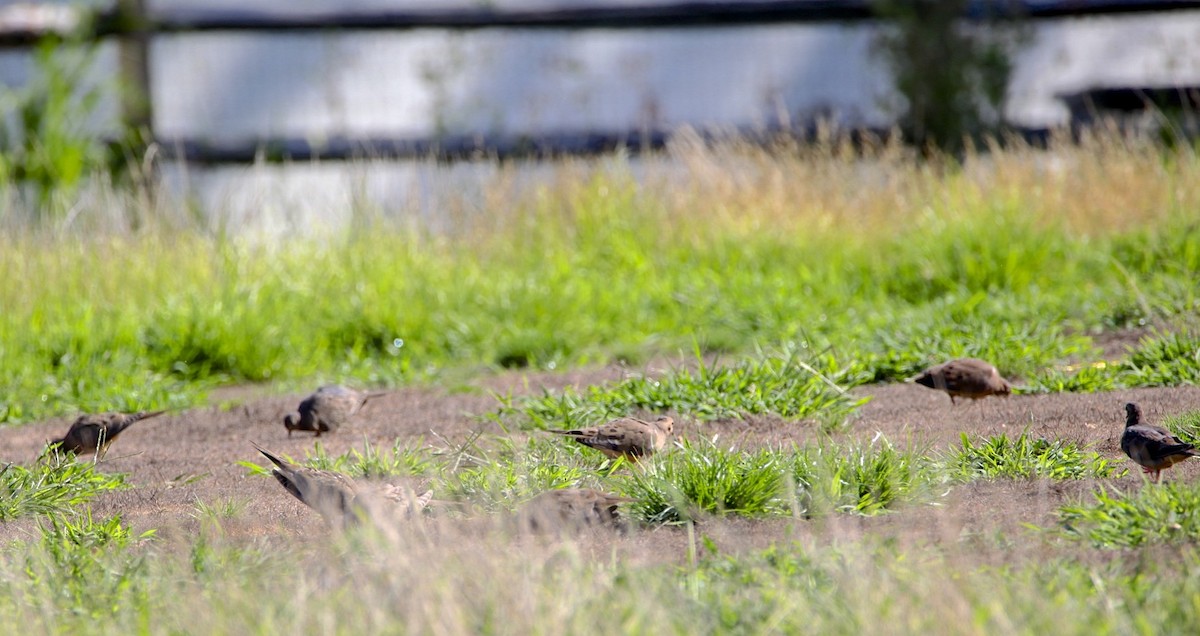 Mourning Dove - ML173011131