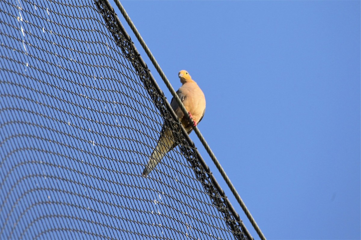 Mourning Dove - Vickie Baily