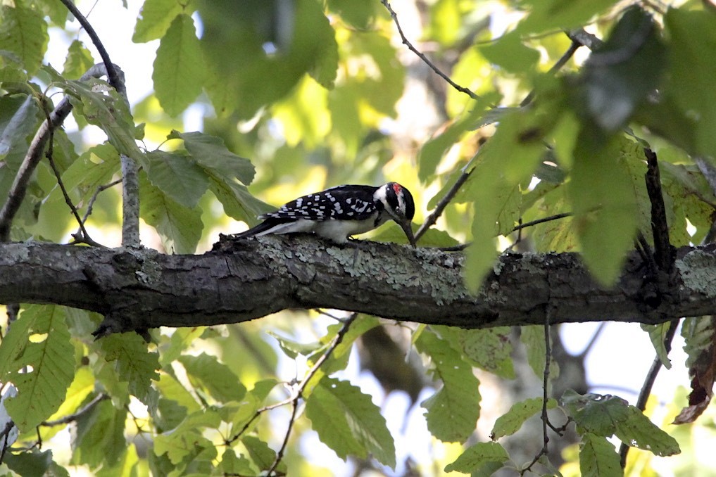 Hairy Woodpecker - Vickie Baily