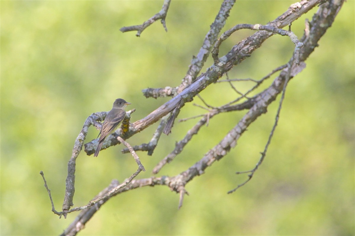 Eastern Wood-Pewee - ML173011641