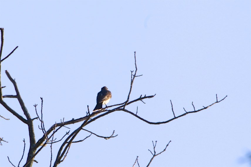 Schieferrücken-Königstyrann - ML173011661