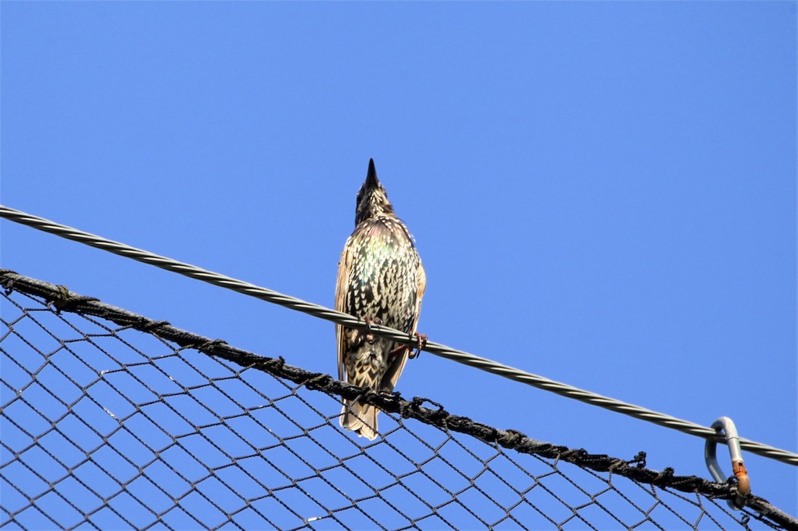 European Starling - ML173011771