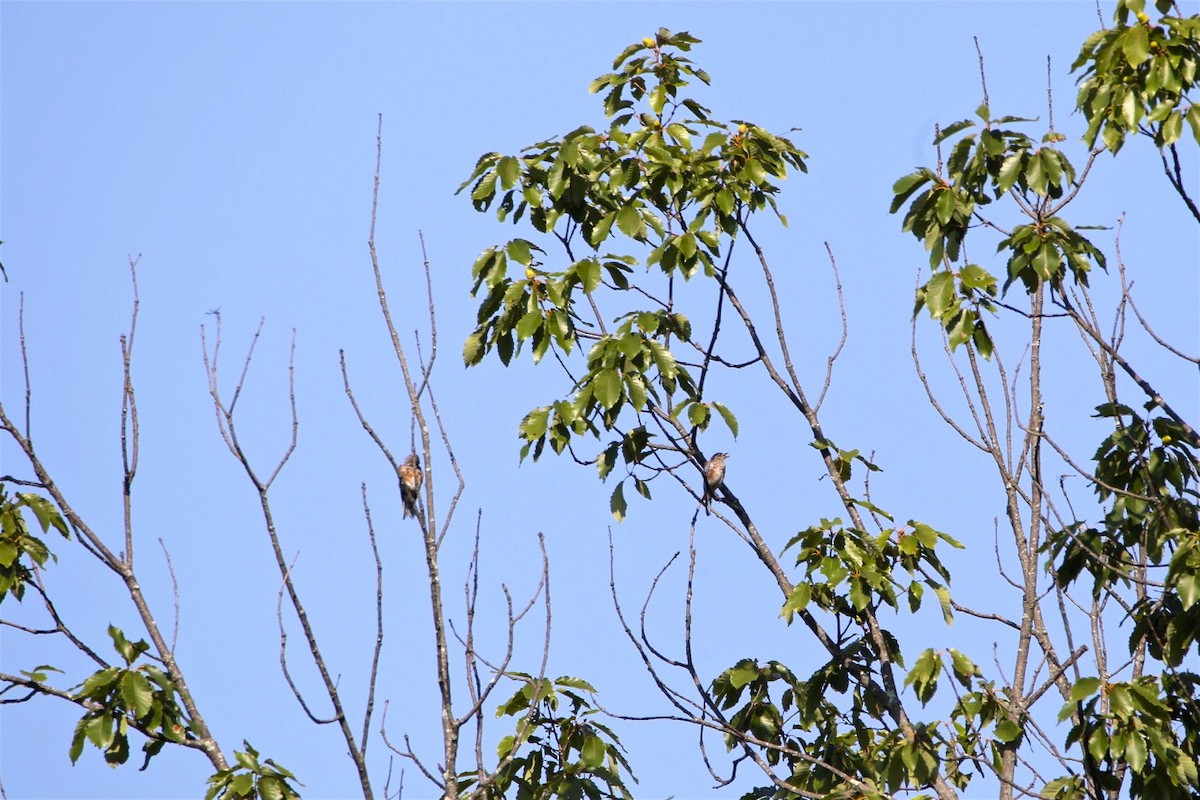 Eastern Bluebird - ML173011821