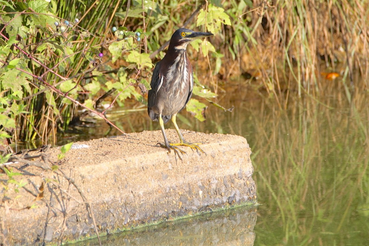 Green Heron - ML173011871