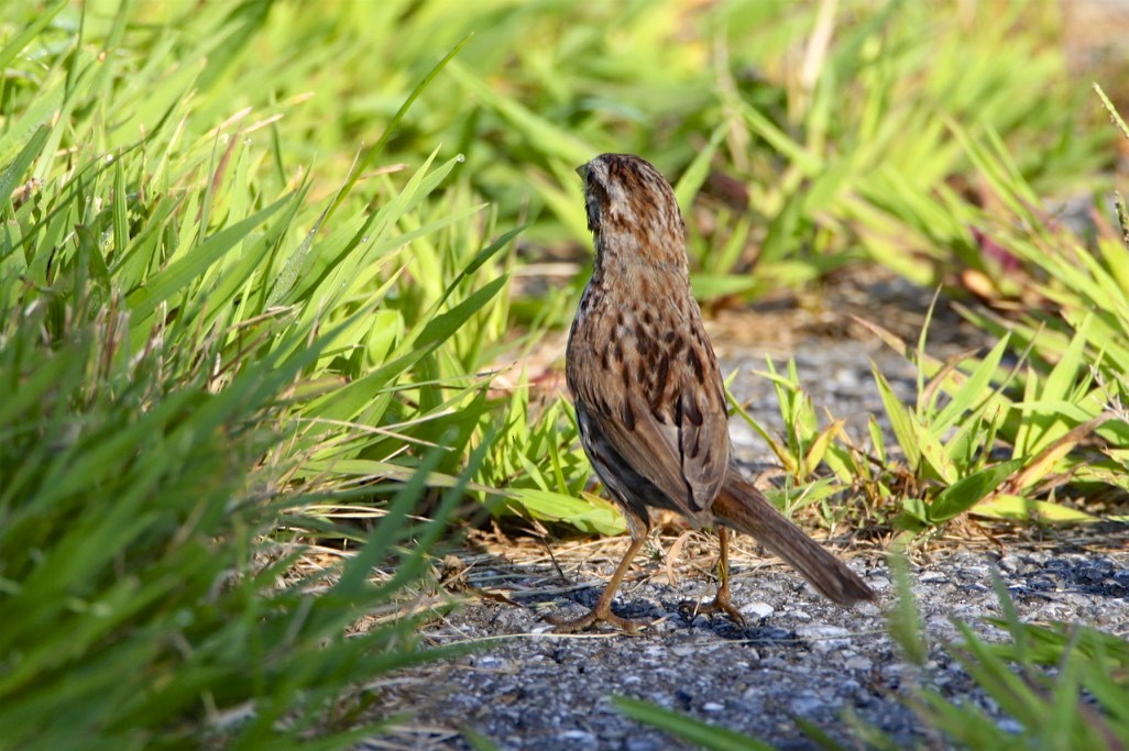 Song Sparrow - ML173011981