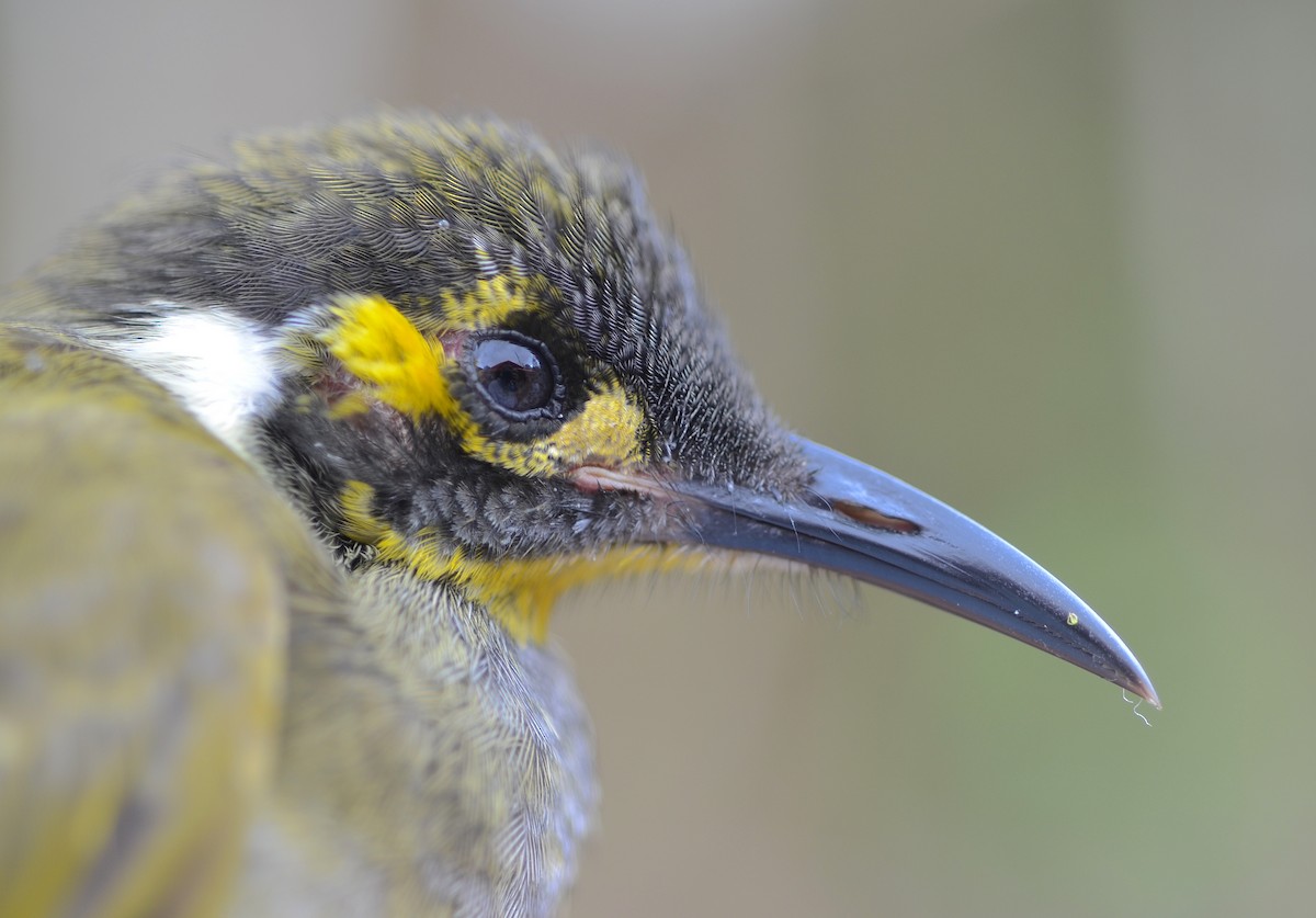 Obscure Honeyeater - ML173012121