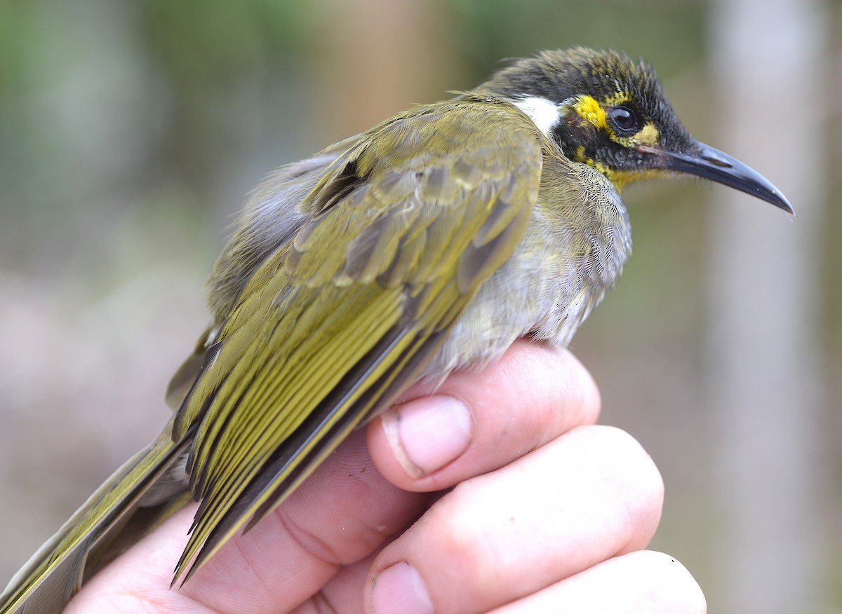 Obscure Honeyeater - ML173012131