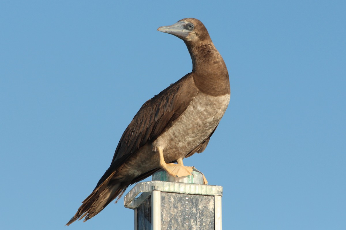 Brown Booby - Jack Hutchison