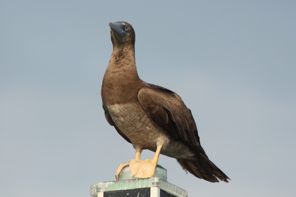 Brown Booby - Jack Hutchison