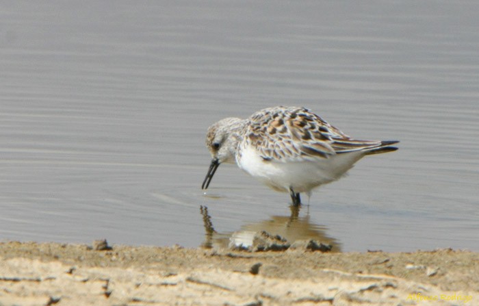 Sanderling - Alfonso Rodrigo