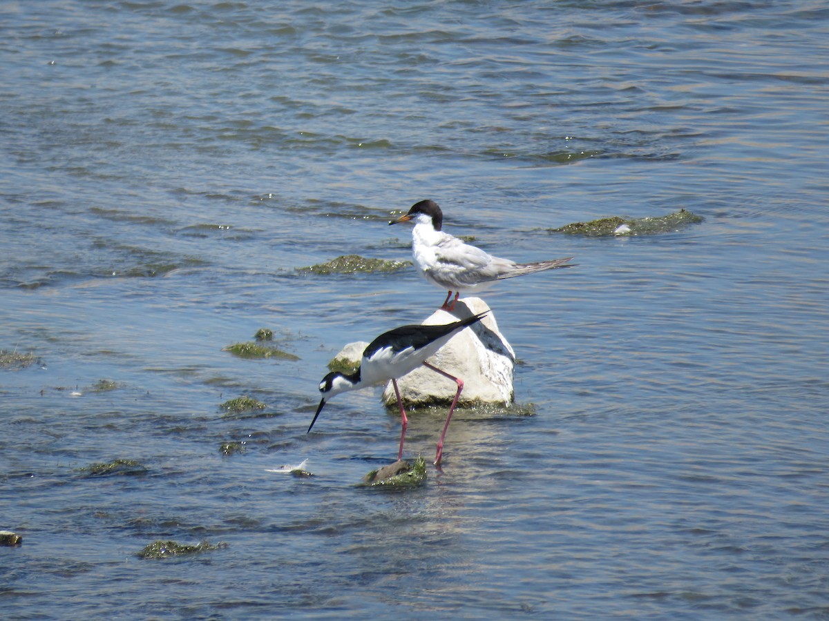 Black-necked Stilt - ML173015541