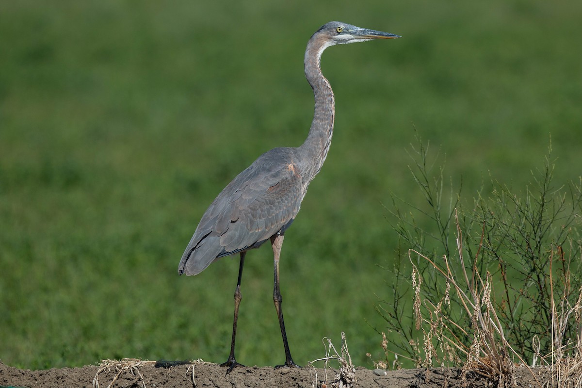 Great Blue Heron (Great Blue) - ML173017921