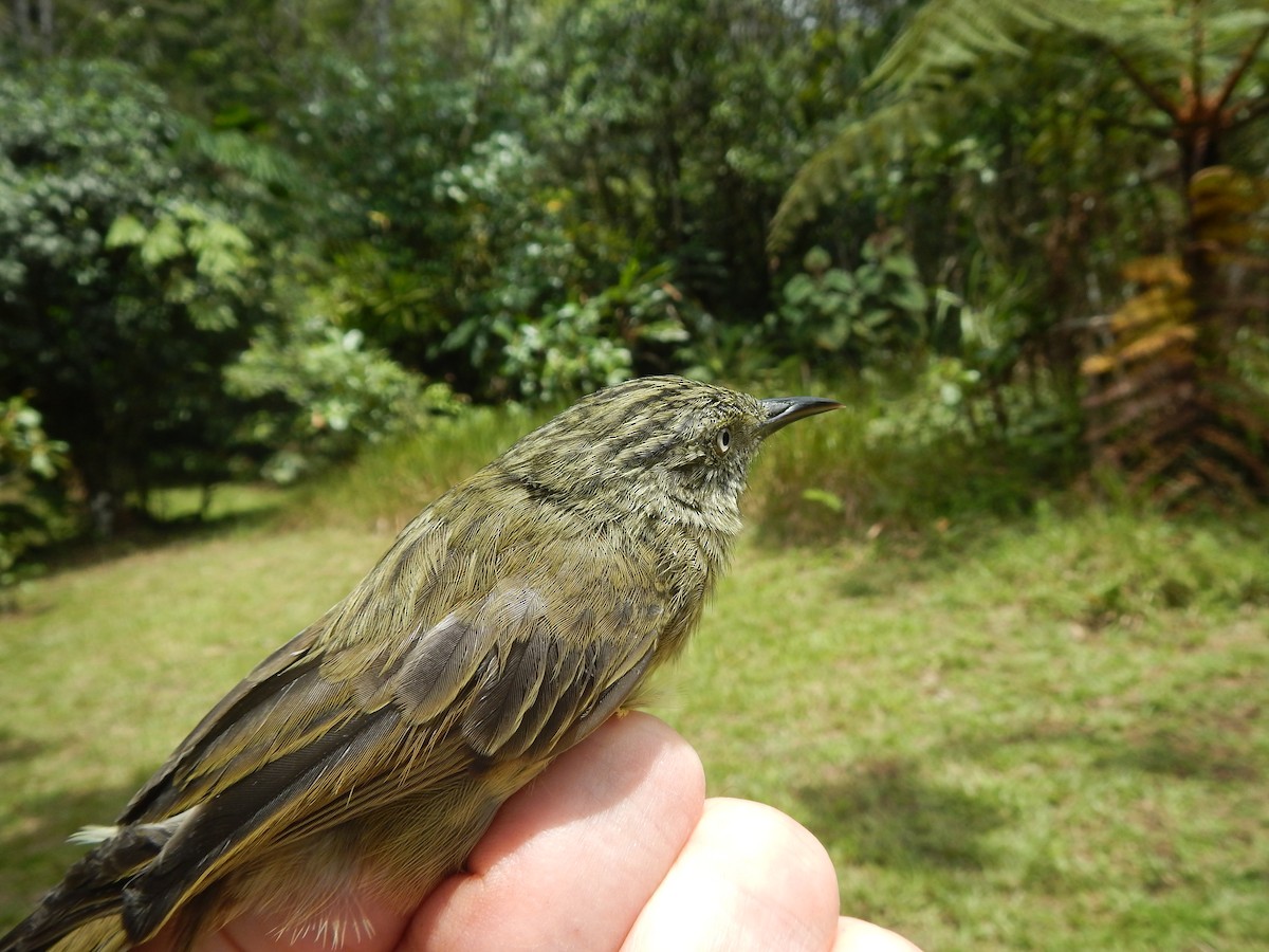 Yellow-streaked Honeyeater - ML173021891