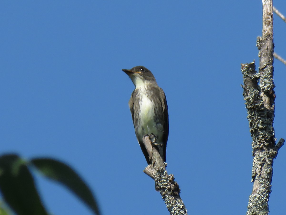 Olive-sided Flycatcher - ML173024811