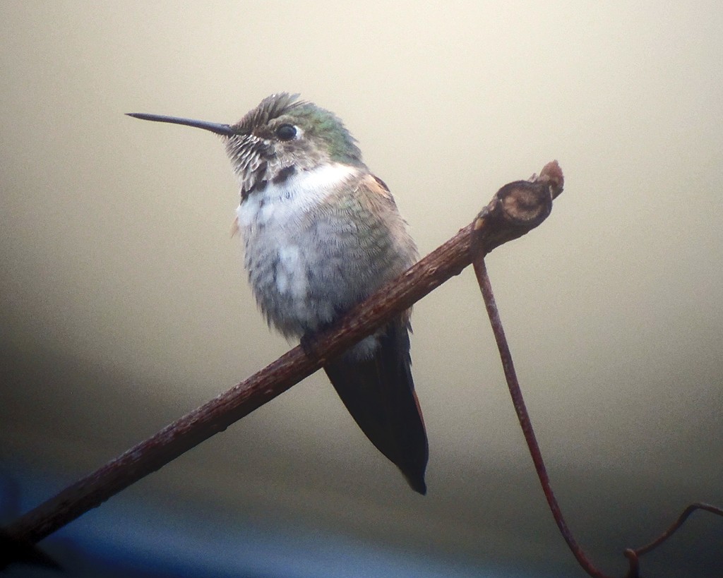 Broad-tailed Hummingbird - Jonathan Klizas