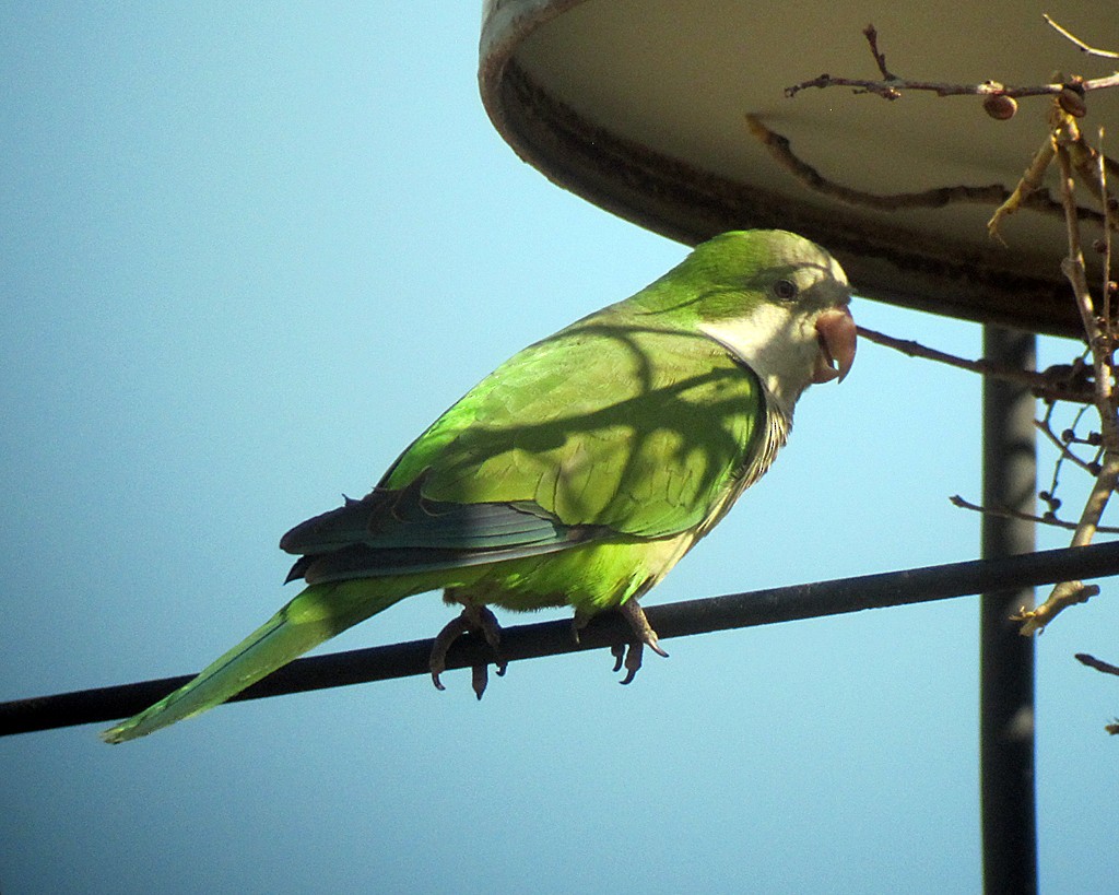 Monk Parakeet - ML173025031