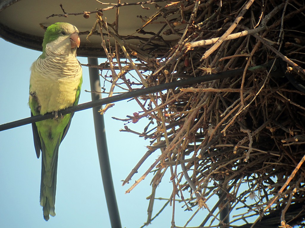 Monk Parakeet - ML173025081