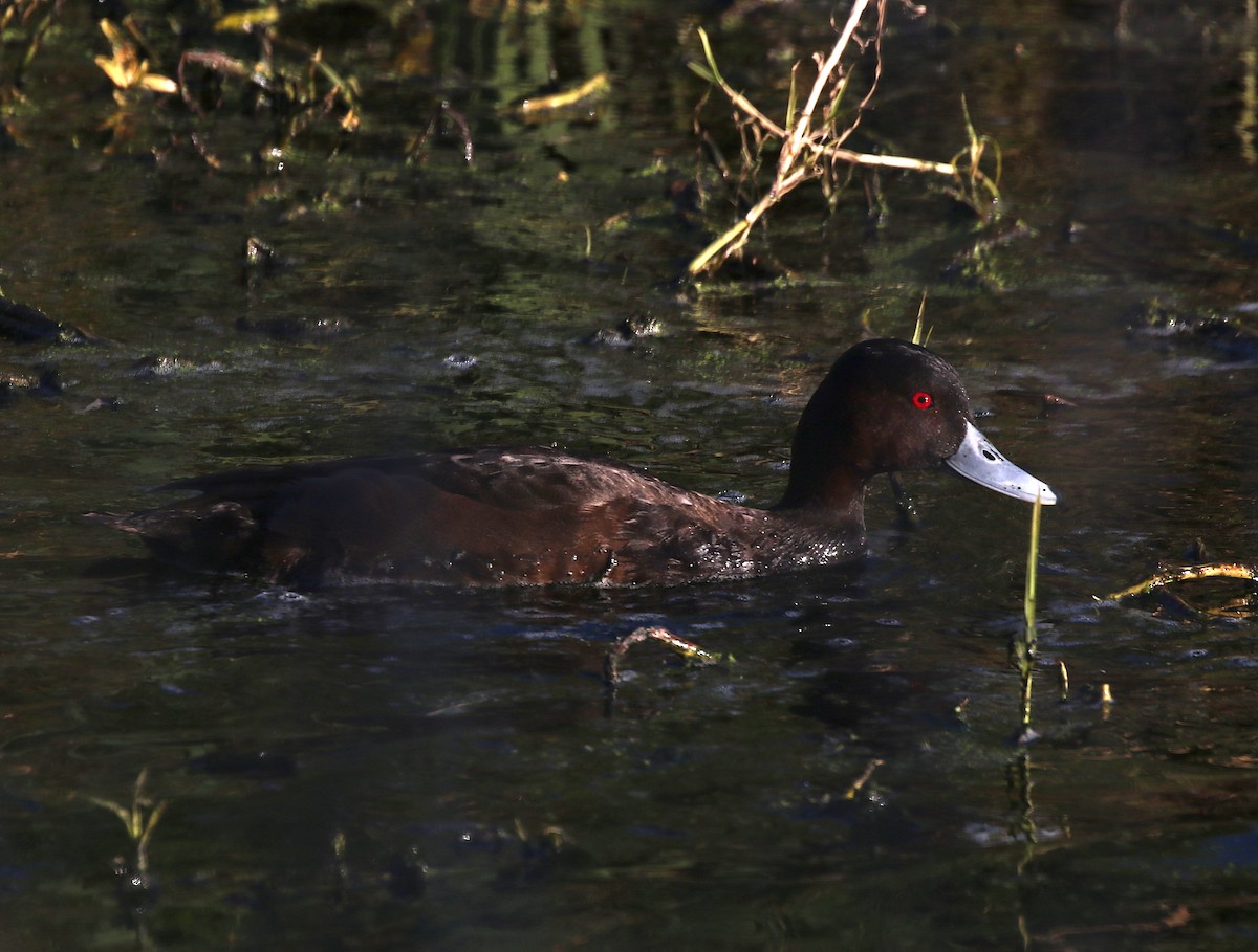 Southern Pochard - Scott Sneed