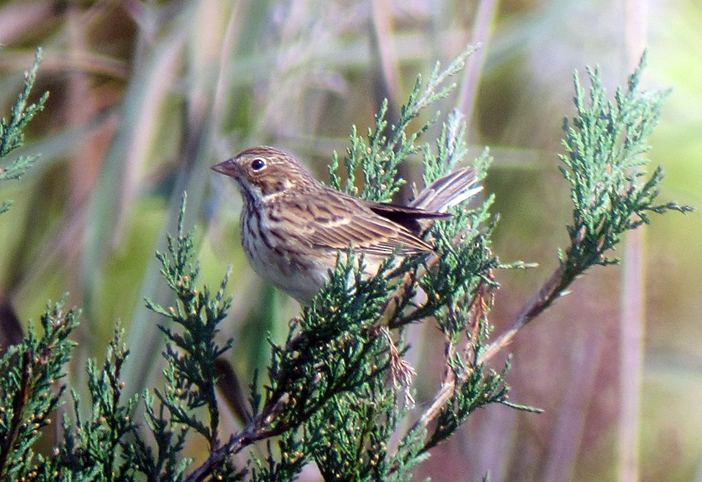 Vesper Sparrow - ML173025681