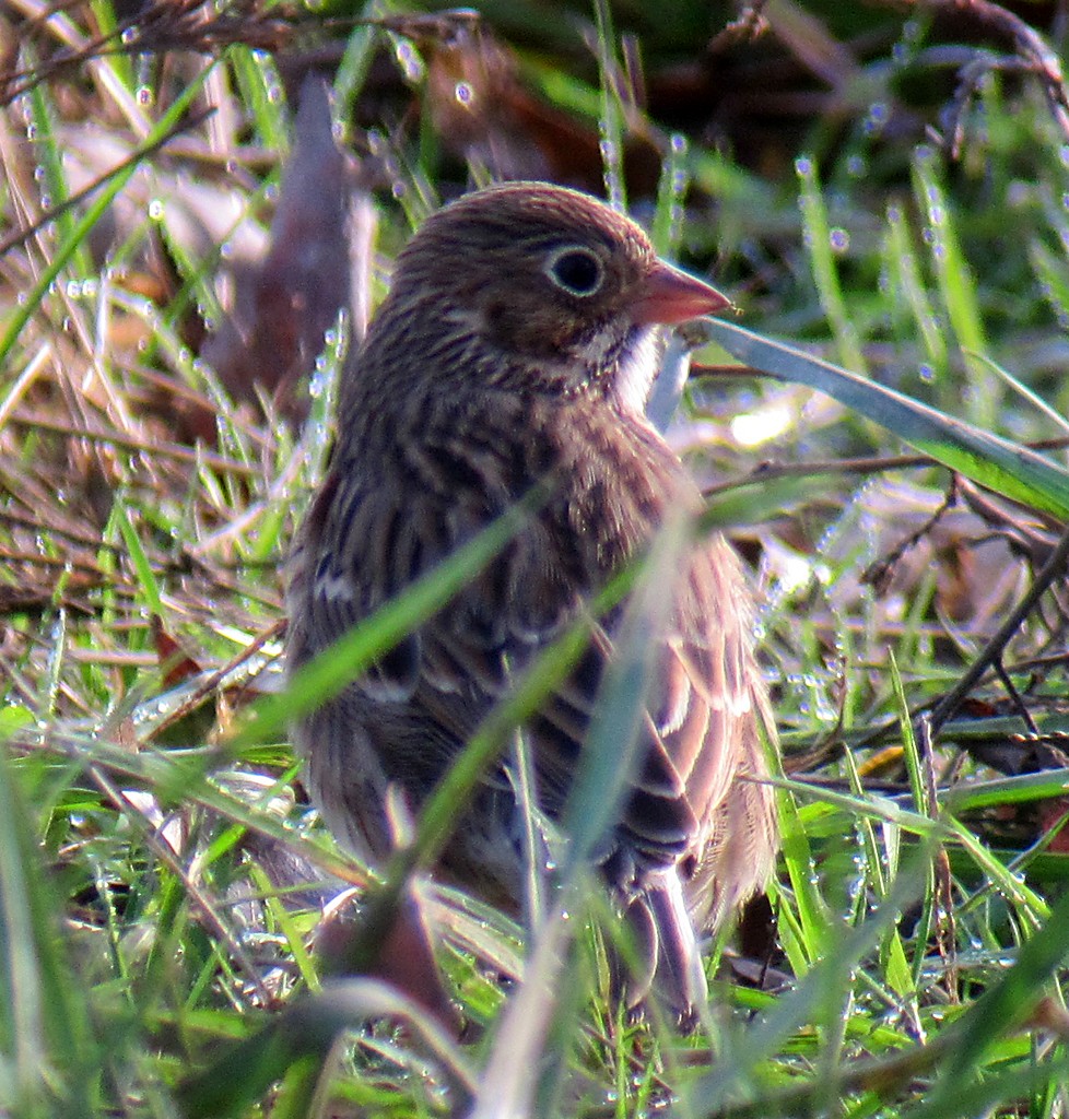 Vesper Sparrow - ML173025711